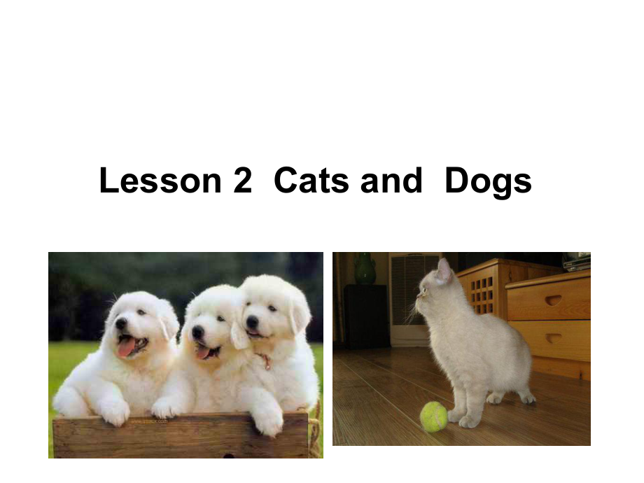 三年級下冊英語課件－《Lesson 2 Cats and Dogs》｜冀教版_第1頁