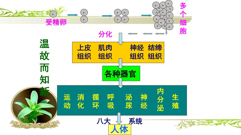 人教版七年級上冊 2.2.2植物體的結(jié)構(gòu)層次_第1頁