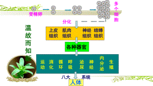 人教版七年級上冊 2.2.2植物體的結(jié)構(gòu)層次