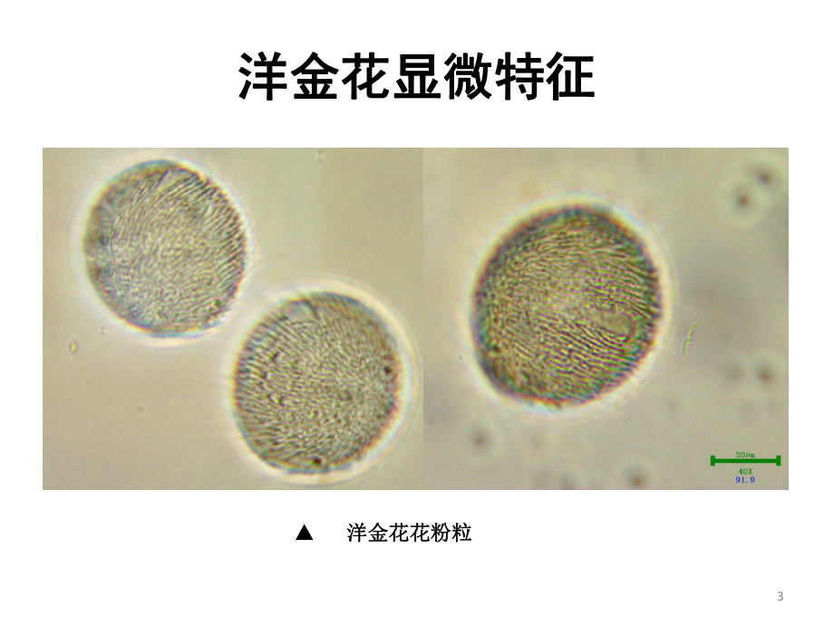 洋金花粉末图图片