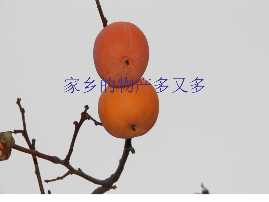 人教版小學(xué)品德與生活二年級(jí)下冊(cè)《家鄉(xiāng)的物產(chǎn)多又多》課件_第1頁(yè)