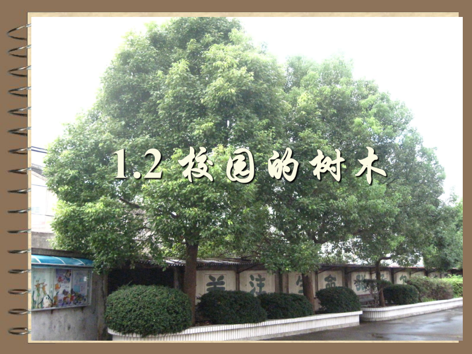 教科版小學(xué)科學(xué)《校園的樹木》課件_第1頁