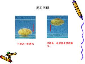 教科版小學(xué)科學(xué)《探索馬鈴薯沉浮的原因》課件