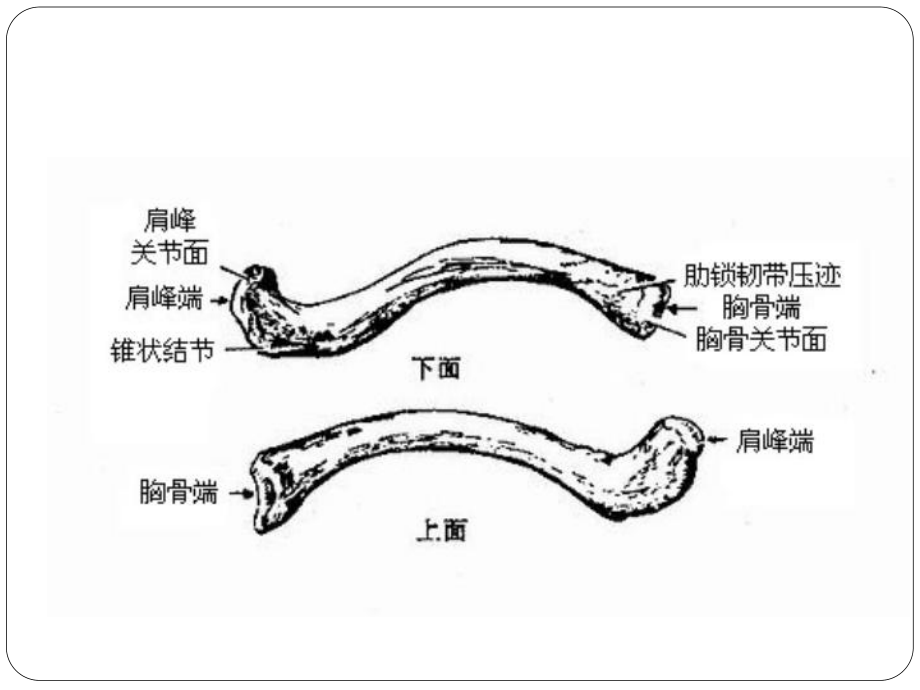 锁骨图解剖图片