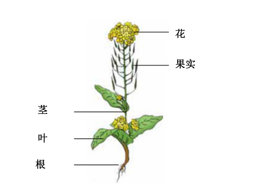 教科版小學(xué)科學(xué)《油菜花開了》_第1頁