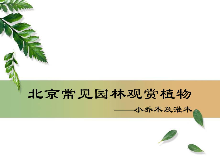 北京地区 园林常用小乔木及灌木_第1页