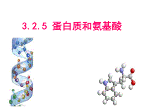 蘇教版高一化學(xué)必修2《蛋白質(zhì)和氨基酸》課件