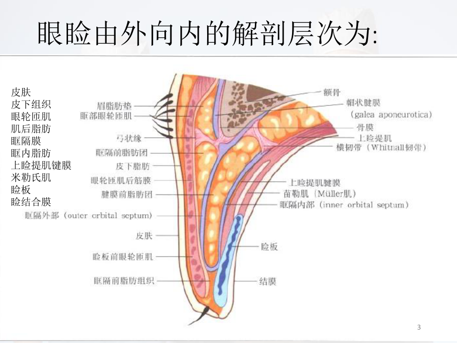 眼周解剖结构图图片