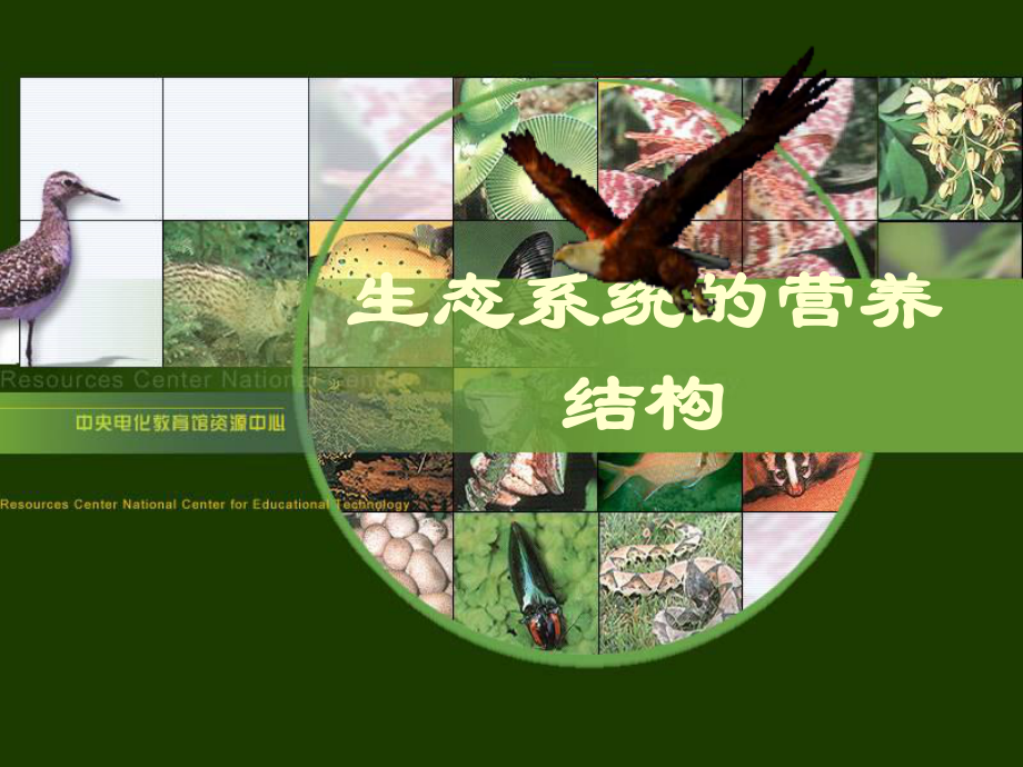 浙教版高中生物课件：生态系统的营养结构_第1页