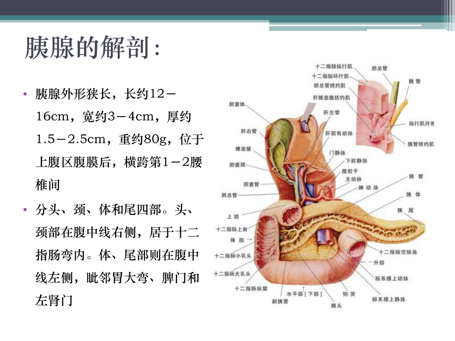 胰腺肿瘤ppt