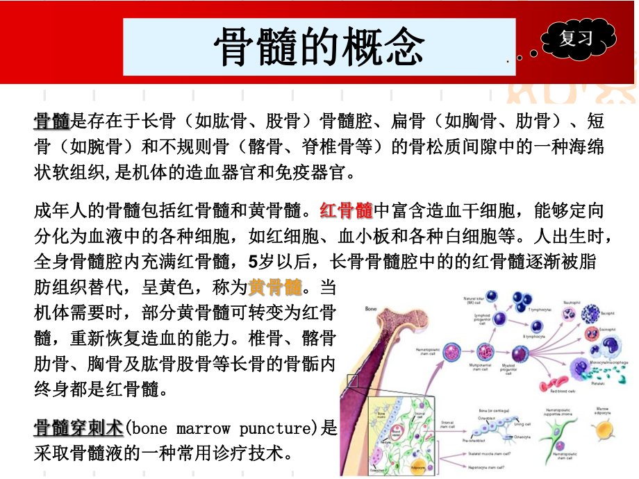 骨髓穿刺腰椎穿刺