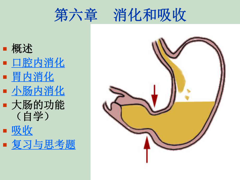 第六章消化與吸收_第1頁(yè)