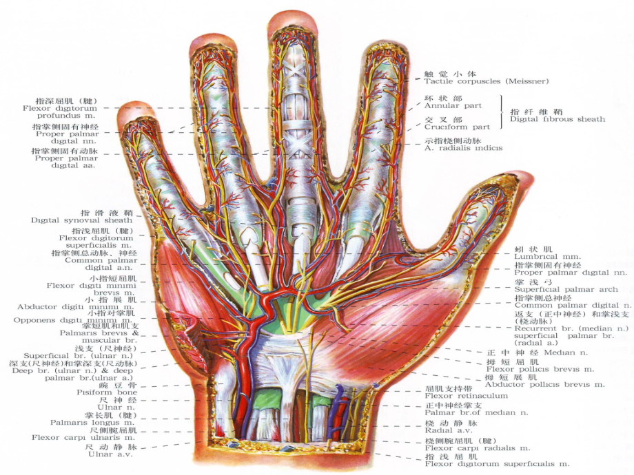 (優質醫學)手的神經肌肉解剖