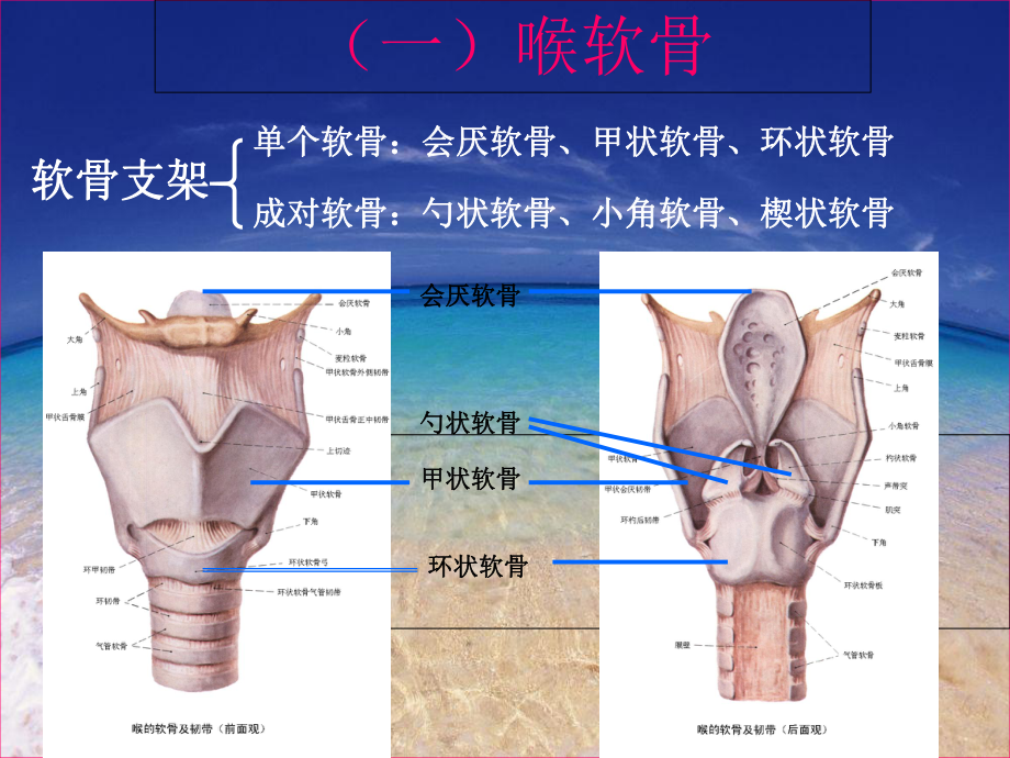 (優質醫學)喉部解剖及常見疾病ct診斷