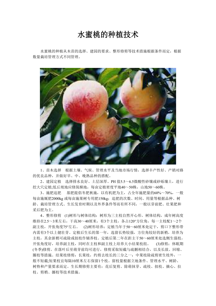 水蜜桃的种植技术_第1页