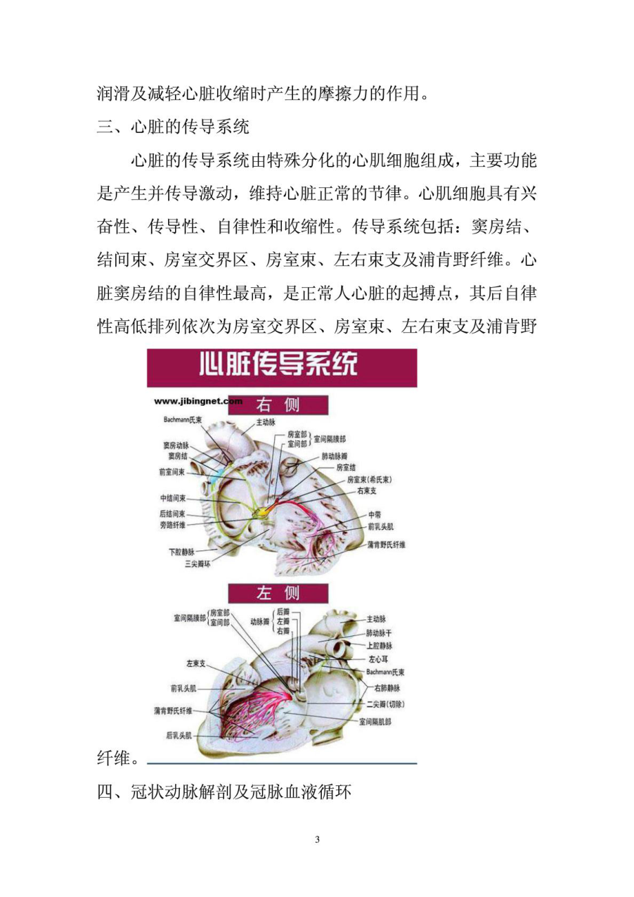 心臟的解剖結構及生理含彩圖