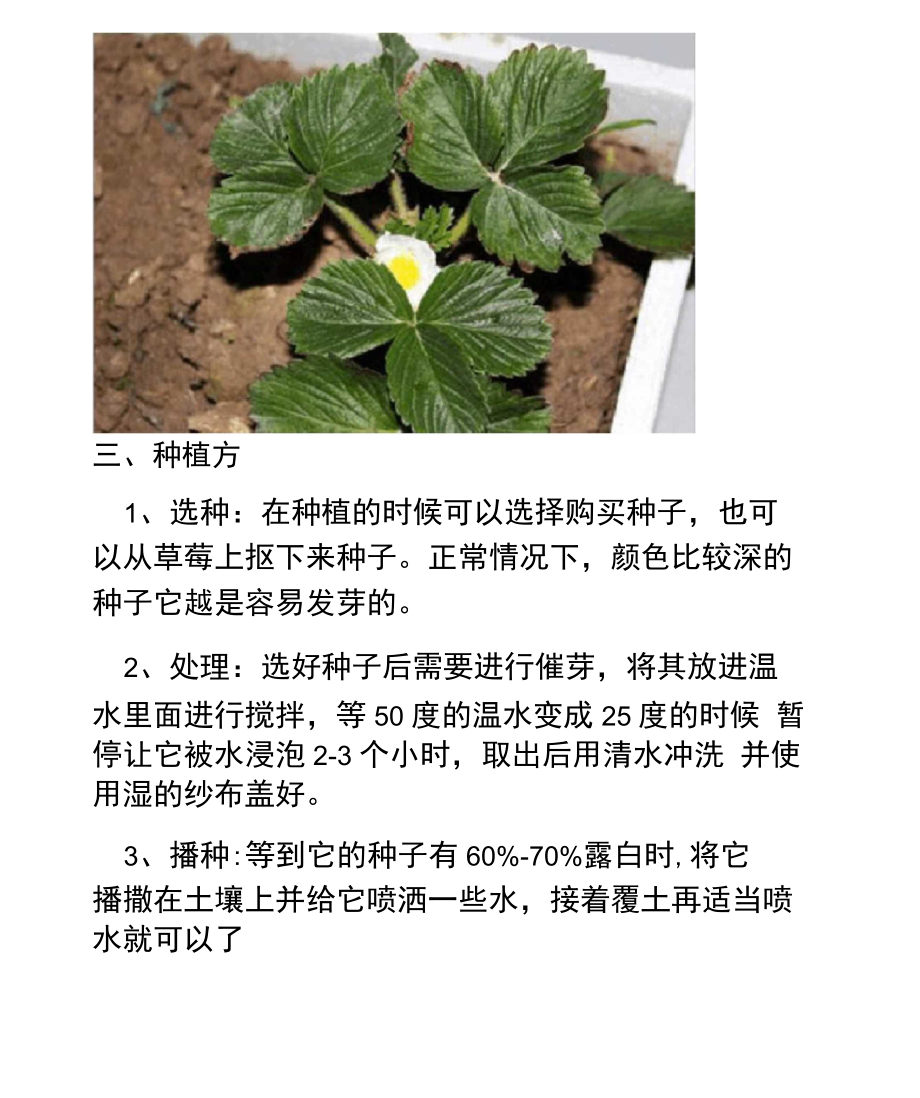 四季草莓种植方法图片