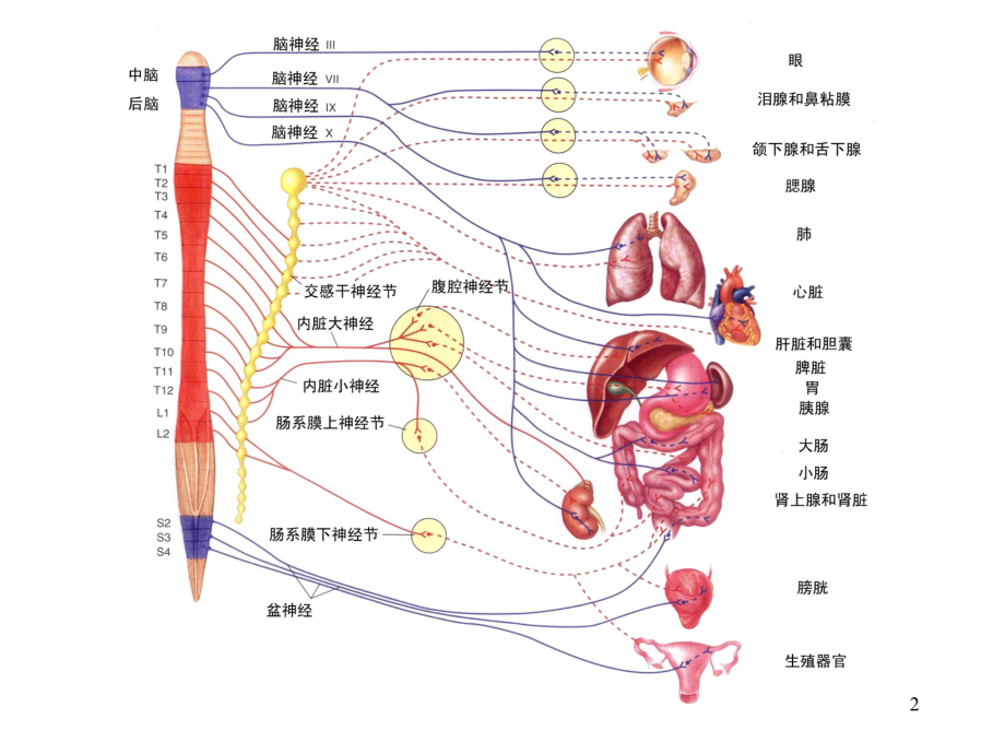 优质课件 自主神经神经系统