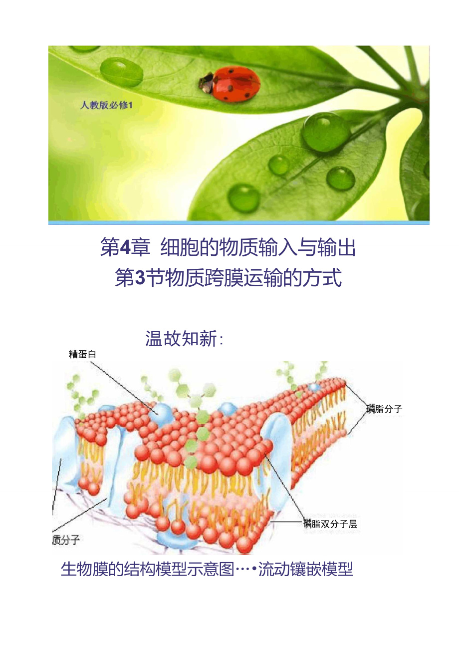 【生物】4.3物質(zhì)跨膜運(yùn)輸?shù)姆绞秸n件1(人教版必._第1頁