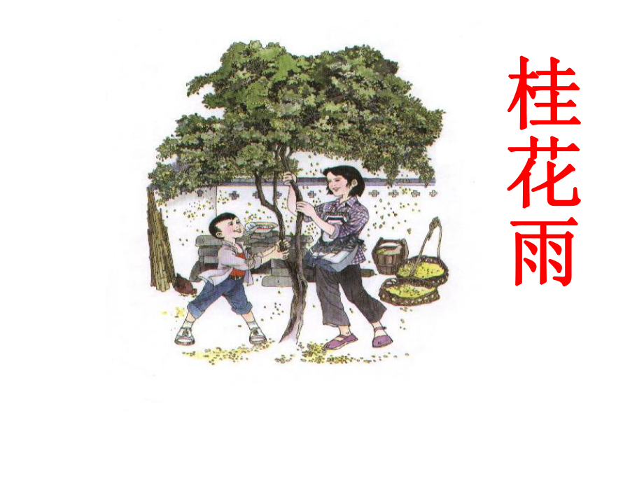 《桂花雨》课件2+-+副本_第1页