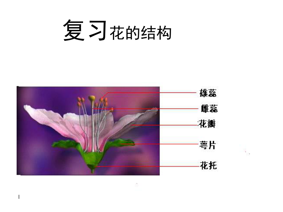 初二生物《植物的無性生殖》PPT課件_第1頁