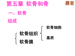 組織胚胎學(xué)：第五章 軟骨和骨