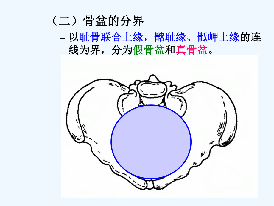 骨盆的测量教学课件