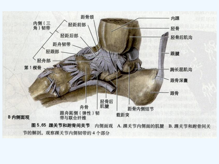 跟骨的解剖结构图片图片