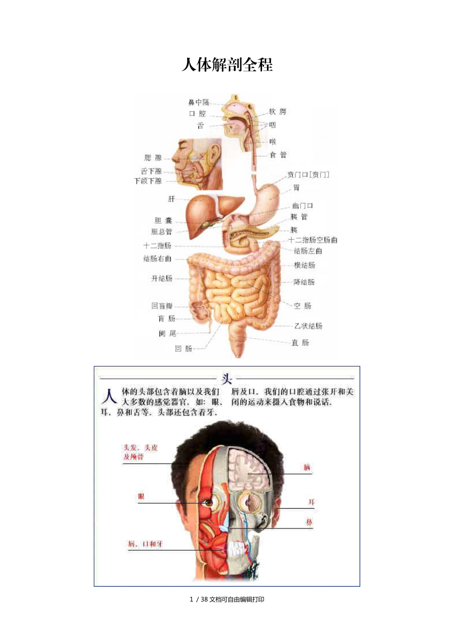 医学人体解剖图解图片