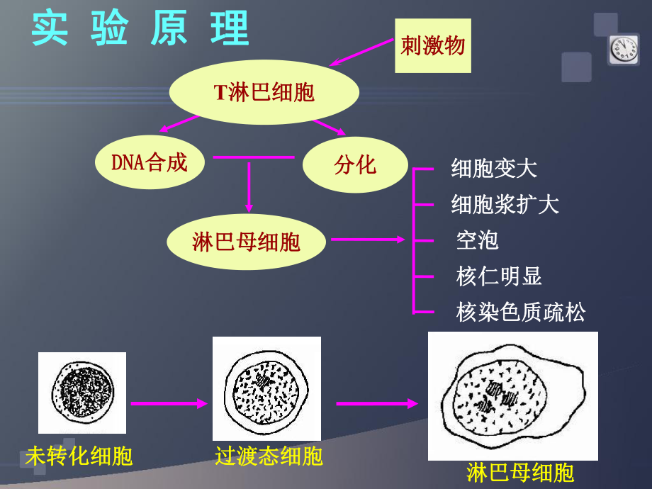 分子医学实验t淋巴细胞转化试验