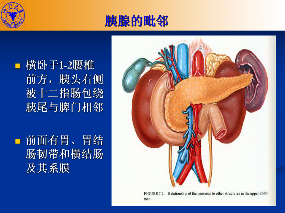 胰腺解剖ppt图片