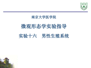 組織學(xué)與胚胎學(xué)實驗指導(dǎo)：16 實驗十六 男性生殖系統(tǒng)（2012）