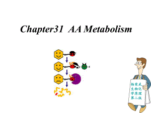 生物化学原理课件（英文）：Chapter31 AA Metabolism