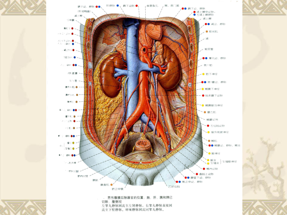 腹主动脉主要分支图谱图片