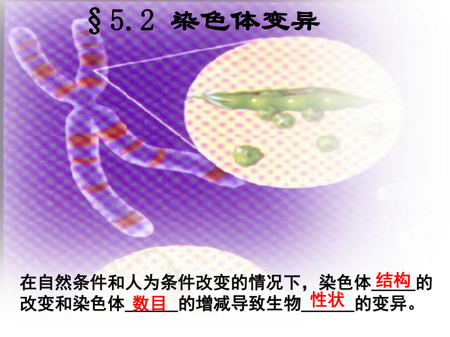 染色體變異生物教學(xué)課件PPT_第1頁(yè)