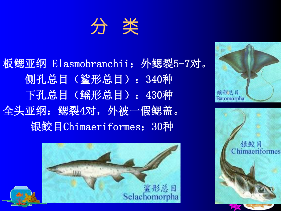 软骨鱼图片和名称图片