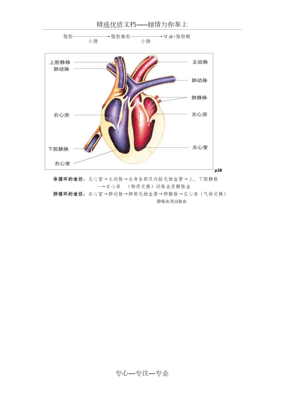 七年级下册生物图共9页