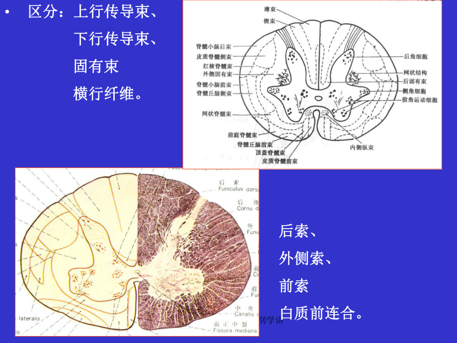 脊髓3脊髓白质神经解剖学讲课件