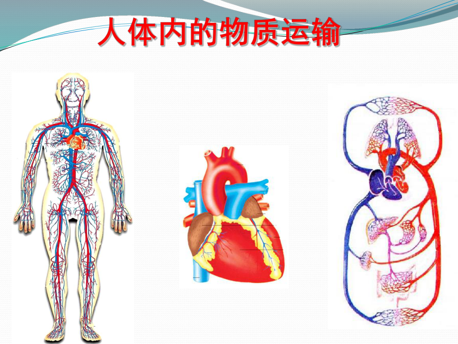 人體內(nèi)的物質(zhì)運(yùn)輸生物教學(xué)課件PPT_第1頁