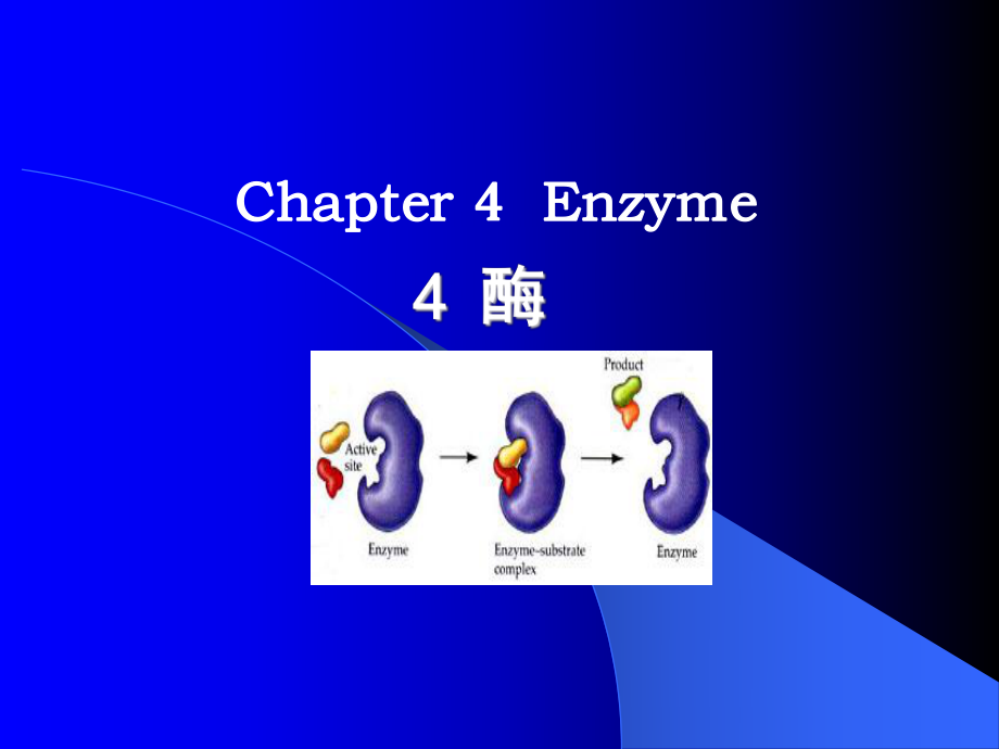 Chapter4Enzyme第四章酶[共58頁(yè)]_第1頁(yè)