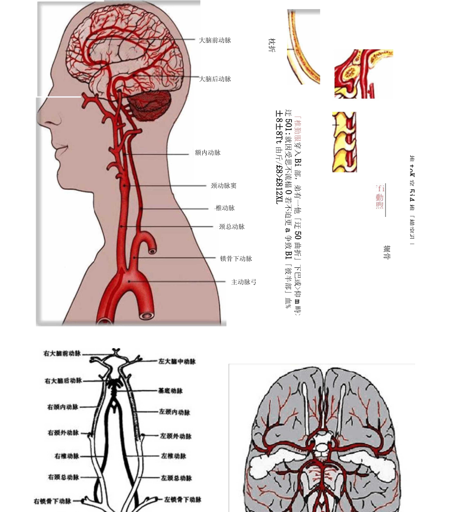 脑供血及脑血管解剖图文