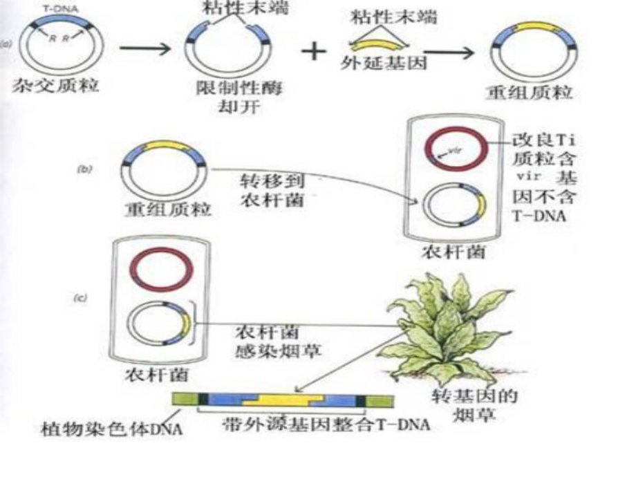农杆菌转化法步骤图示图片