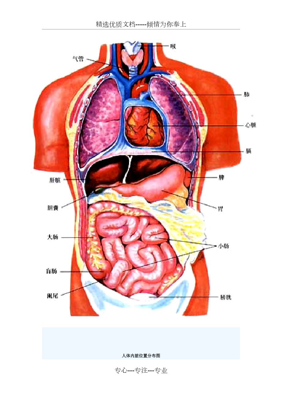 人体器官分布图(共3页)