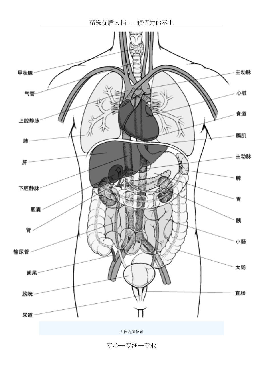 人体内部器官示意图图片