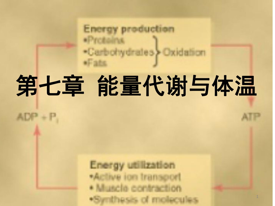 生理学课件 201607 能量代谢和体温调节 临床医学 人卫第八版_第1页