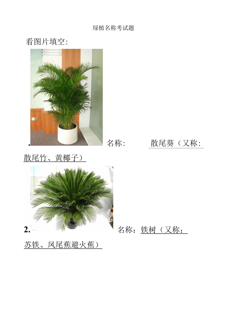 常见绿植名称