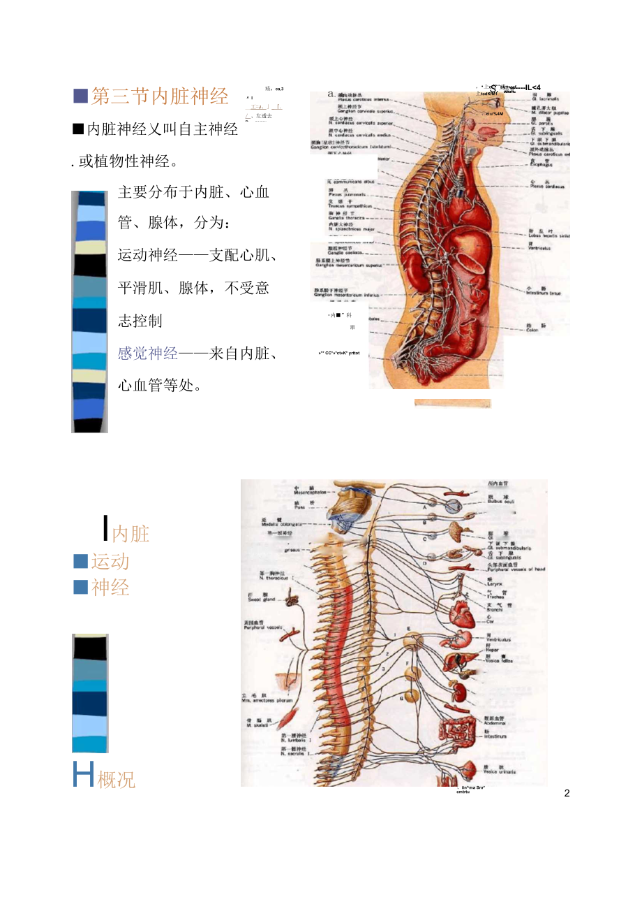 周围神经系统脊神经组成脑神经内脏