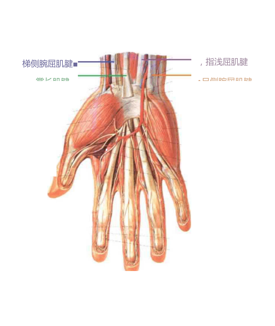 前臂掌侧下段图片
