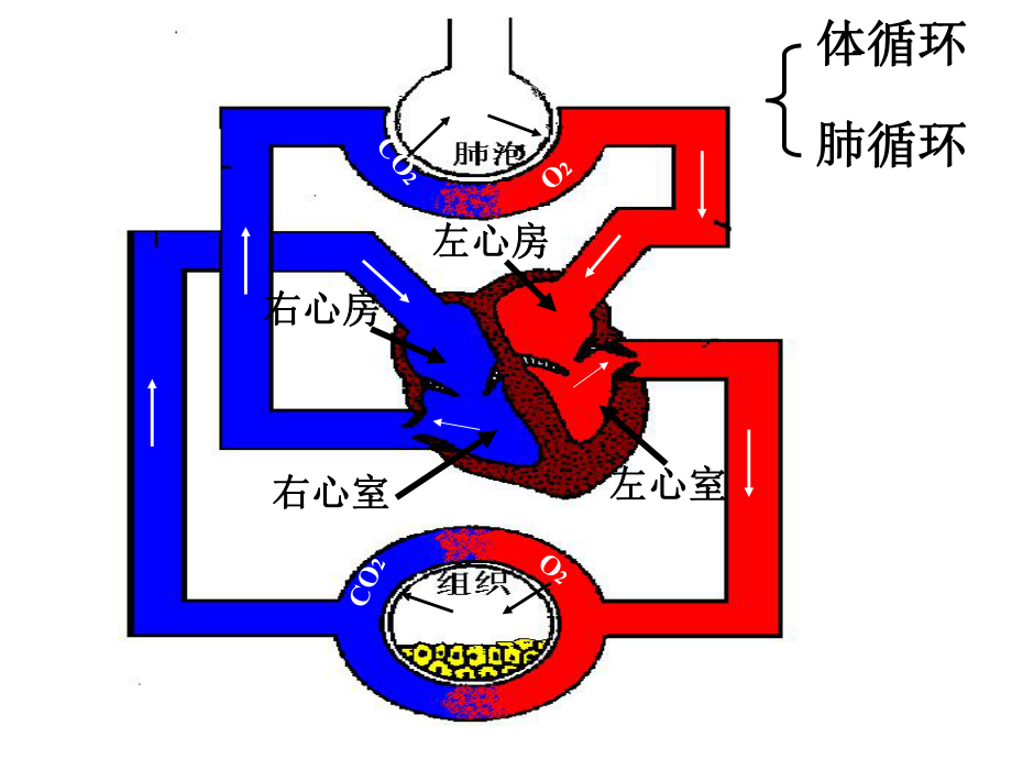 心脏血液循环过程图片