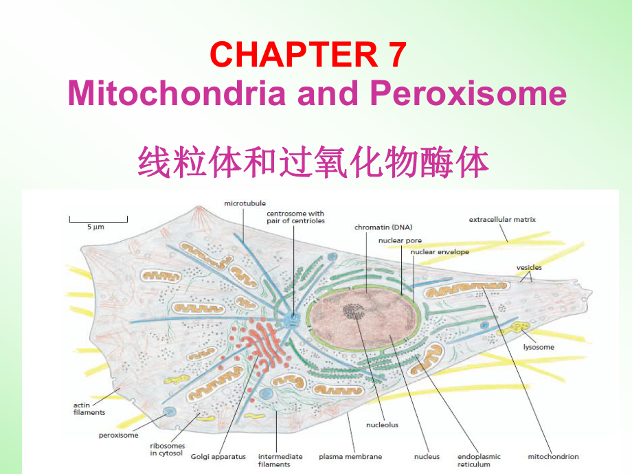 细胞生物学：Chapter 7 线粒体和过氧化物酶体1_第1页